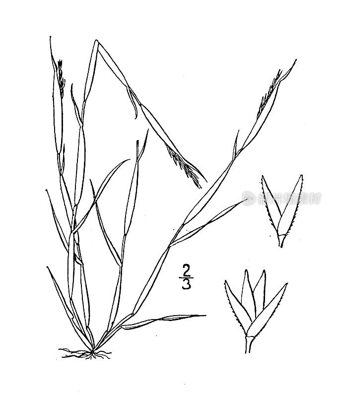古植物学植物插图:Sporobolus neglect, Small Rush-grass